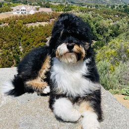 Scarlett  - Bernedoodle