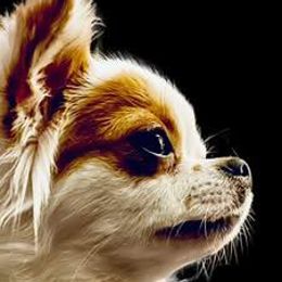 Chihuahuas from Cool-Chi’s Chihuahuas