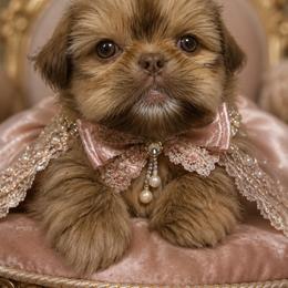 Diva - Liver female Shih Tzu puppy in Coolidge, Arizona from Shih Tzu’s  ‘N’ Love