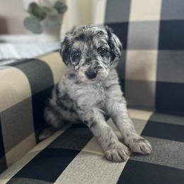 Rose - Blue merle female Bordoodle puppy in Valley Center, California from Circle R Valley Bordoodls