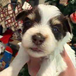 Boy 1 - Parti male Miniature Schnauzer puppy in Avondale, Arizona from Campos Schnauzers