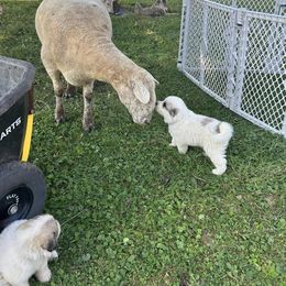 Anatolian Shepherd Dog and Great Pyrenees Puppies from Three Little Birds Farm