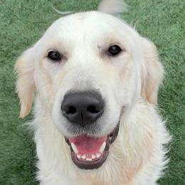 America - Light golden female Golden Retriever puppy in Phoenix, Arizona from Ashrose Kennels