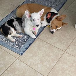 American Corgi and Pembroke Welsh Corgi Puppies from Beebe’s Corgis