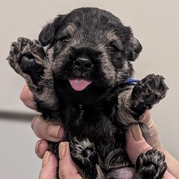 Blue Collar - Salt and pepper male Miniature Schnauzer puppy in Peoria, Arizona from Hall Miniature Schnauzers