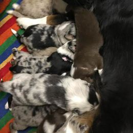 Miniature Australian Shepherds from WT Mini Aussies