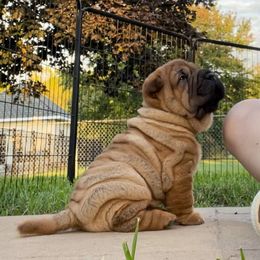 Chinese Shar-Pei Puppies from Shine Shar-Pei