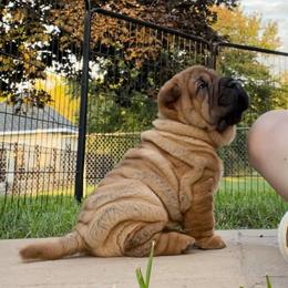 Chinese Shar-Pei Puppies from Shine Shar-Pei