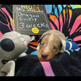 Dragon Fruit - Blue merle and white male Collie puppy in Carencro, Louisiana from Cajun Bayou's Collies LLC