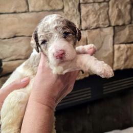 Light blue collar - Parti male Goldendoodle puppy in Sanderson, Florida from Serenity Goldendoodles