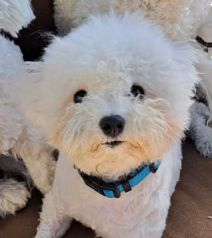 Ivy - Bichon Frise