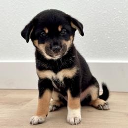 Chika - Black and tan female Shiba Inu puppy in Houston, Texas from Sakura Blossom Shibas