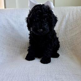Walter - Black female Goldendoodle puppy in South Jordan, Utah from Daybreak Doodles