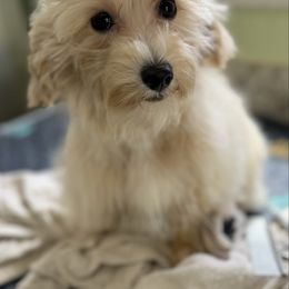 Tahoe - Apricot male Maltipoo puppy in Colonial Beach, Virginia from BeachRidge Pups