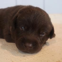 Daisy - Chocolate female Labrador Retriever puppy in Camden, Indiana from Camden's Caring Canines