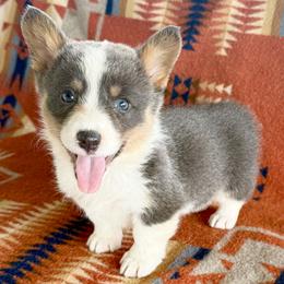 Dilute Female 1 - Gray and white female American Corgi puppy in Okeechobee, Florida from HotShot Kennels