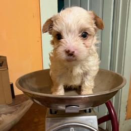 Princess - Black and tan female Yorkshire Terrier puppy in Jacksonville, Arkansas from Royal Yorkie Terrier