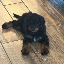 Boy 3 (limeade) - Black tri-color male Aussiedoodle puppy in Paradise, Texas from Diamond Z Poodles & Doodles