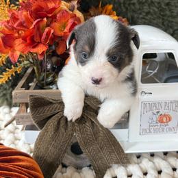 Sterling - Blue male Pembroke Welsh Corgi puppy in Paxton, Illinois from McGovern Family Corgis