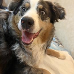 Australian Shepherd All Grown Up from Muckalee Lane Aussies