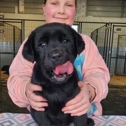 Orange Collar - Black male Labrador Retriever puppy in Yelm, Washington from Prince Labradors