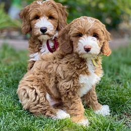 Australian Labradoodle Puppies from Cascade Canyon Labradoodles