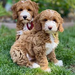 Australian Labradoodle Puppies from Cascade Canyon Labradoodles