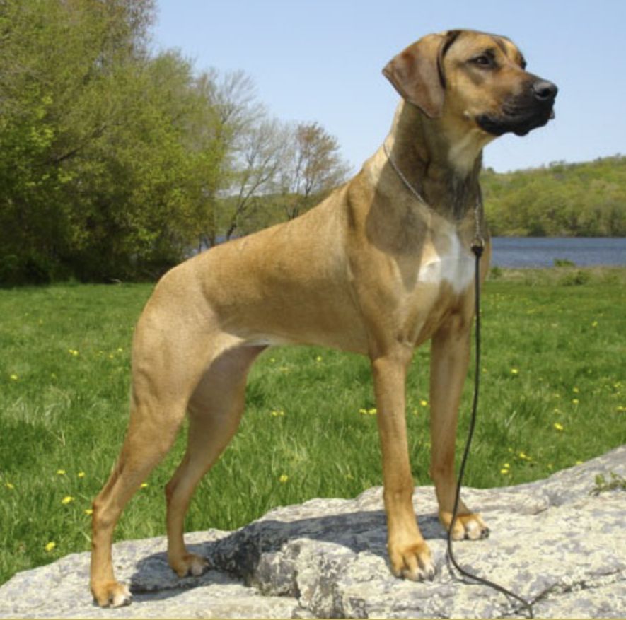 Adili rhodesian hot sale ridgebacks