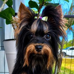 Kin Kin CKC - Black and tan male Yorkshire Terrier puppy in Cape Coral, Florida from Katherine’s Yorkies and Poodles