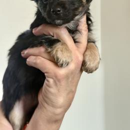 Chihuahua Puppies from Plum and Pom Kennel