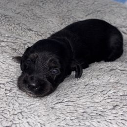 Light purple (pink) - Black and tan female Dachshund puppy in Chicago, Illinois from RGZ Doxies