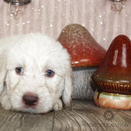 Bernedoodle, Goldendoodle, and Labradoodle Puppies from Doodle Nation