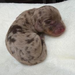 Chocolate Dapple Boy - Dapple male Dachshund puppy in Bakersfield, California from Pretty Dachshunds 661