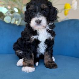 Grayson - Tri-color male Bernedoodle puppy in Yuciapa, California from AlltheDoodlez_