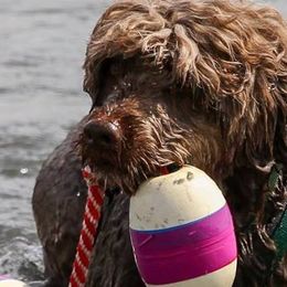 Portuguese Water Dogs from SeaIsle Portuguese Water Dogs