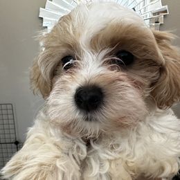 Havanese Puppies from Havanese Loves