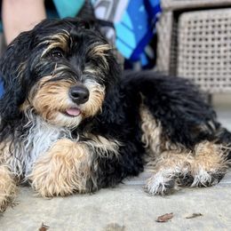 Bernedoodles and Bernese Mountain Dogs from Snowy Desert Bernese