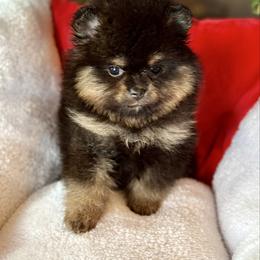 Sabrina - Black and tan female Pomeranian puppy in Kilgore, Texas from 5 Star Poms