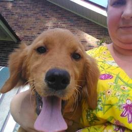 Golden Retriever Puppies from Ginger Snap Golden Retrievers