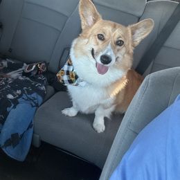 Willow - Pembroke Welsh Corgi