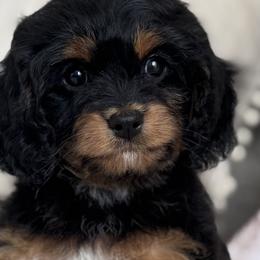 Cavalier King Charles Spaniels, Cavapoos, and Goldendoodles from By Design Doodles