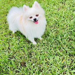 Commander Jo Jo - Cream parti male Pomeranian puppy in Green Cove Springs, Florida from Natasha's Ark of Joy