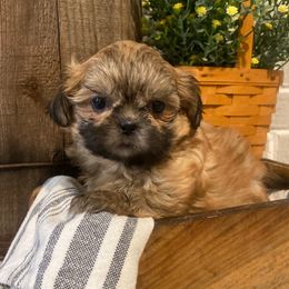 Girl 2 - Gold female Shih Tzu puppy in Lexington, North Carolina from SCS Shih Tzus