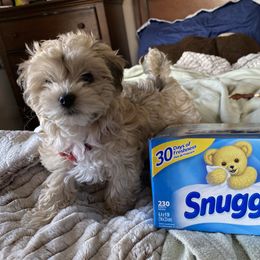 Havanese Puppies from Homefull of Havanese
