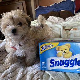 Havanese Puppies from Homefull of Havanese