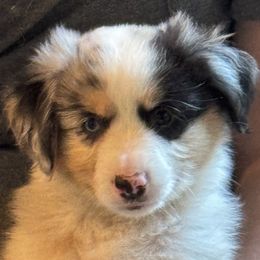 WALKER - Miniature American Shepherd puppy from Sweetheart Aussies & MAS