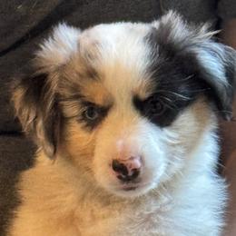 WALKER - Miniature American Shepherd puppy from Sweetheart Aussies & MAS