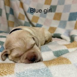 Blue girl - Yellow female Labrador Retriever puppy in Corning, California from Raven's Labradors