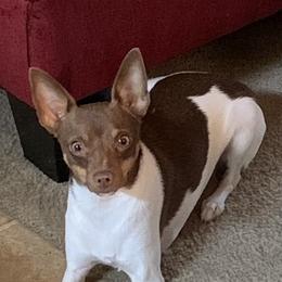 Koko - Toy Fox Terrier