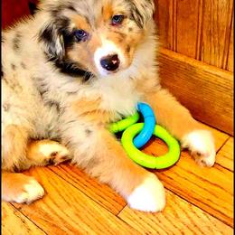 Australian Shepherd Puppies from Great Spirit Aussies